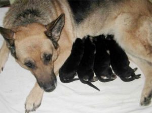 Как понять, что собака родила всех щенков: признаки окончания родов
